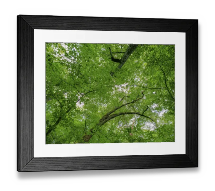 Framed Print : Trees in the Colbitz Linden Forest in the Colbitz-Letzlinger Heide