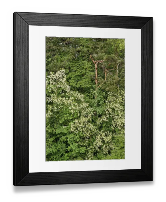 Framed Print : Mixed forest, common robinia flowering