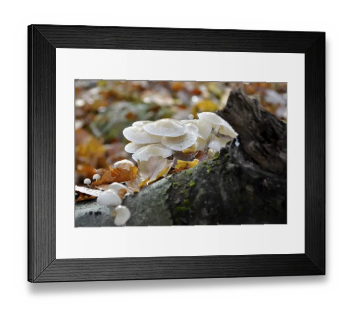 Framed Print : Fungus on a tree trunk in the forest