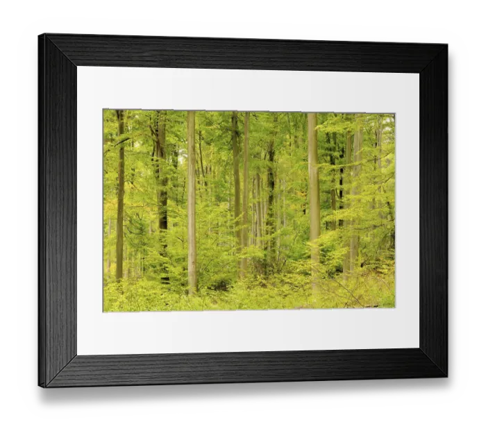 Framed Print : Beech forest in autumn, beech forest in fall 16 Framed Print : Beech forest in autumn, beech forest in fall 16
