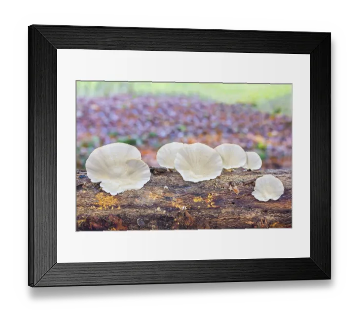 Framed Print : Flat white mushrooms growing on tree trunk in forest