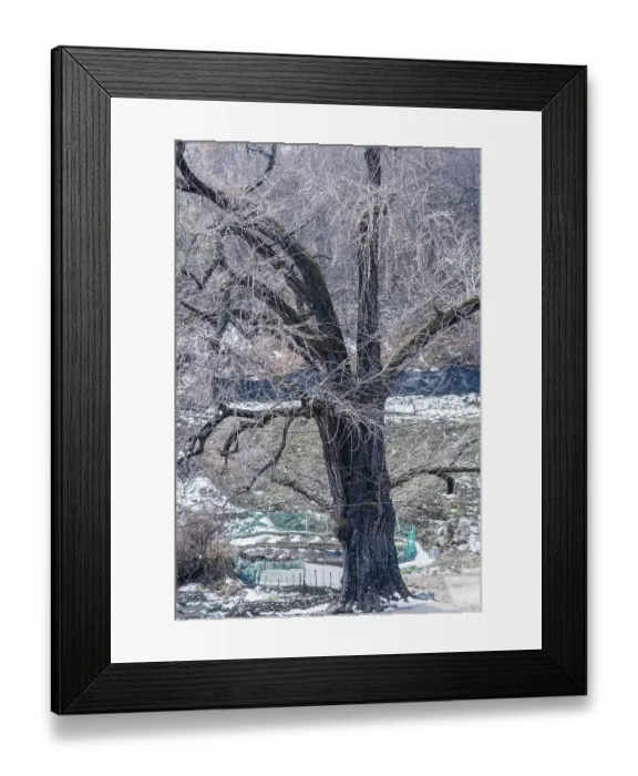 Framed Print : Large old leafless tree with dark black bark on snow covered hill on a cold winter day Framed Print : Large old leafless tree with dark black bark on snow covered hill on a cold winter day