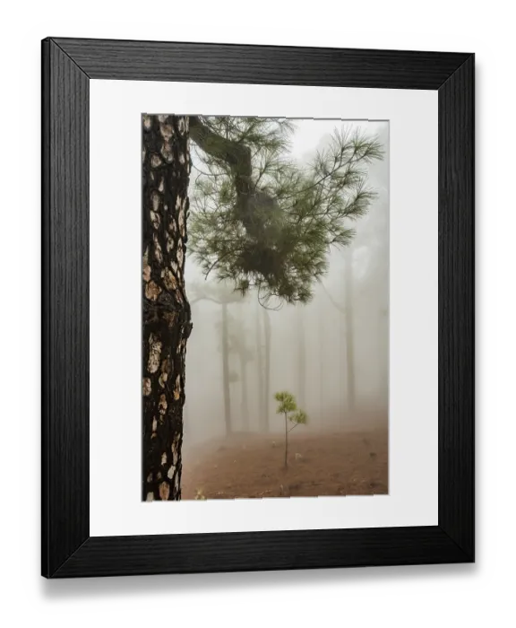 Framed Print : Canary island pine (Pinus canariensis) in cloud forest