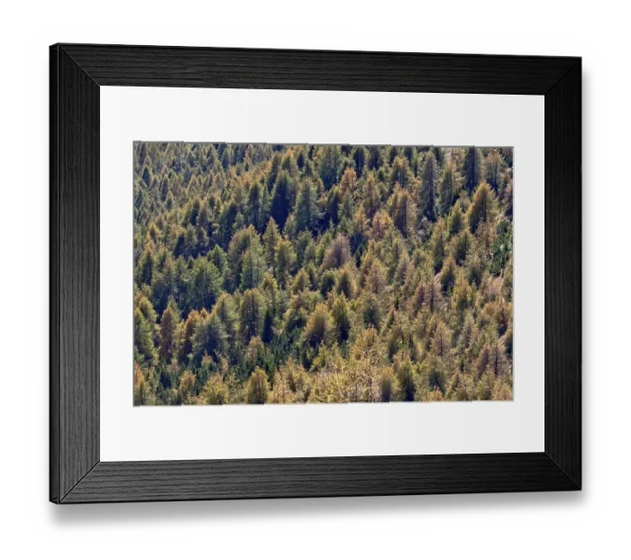 Framed Print : Coniferous forest, Sesto Dolomites, Italy, Europe Framed Print : Coniferous forest, Sesto Dolomites, Italy, Europe
