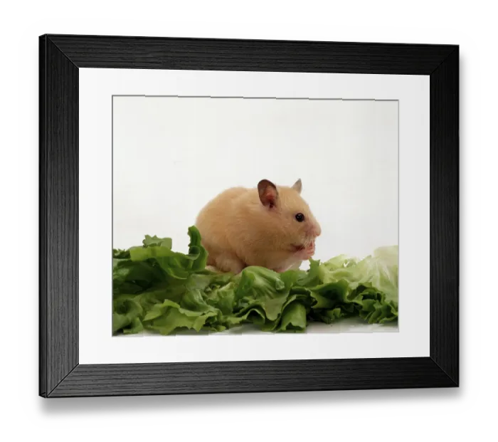 Framed Print : Syrian or Golden Hamster (Mesocricetus auratus)