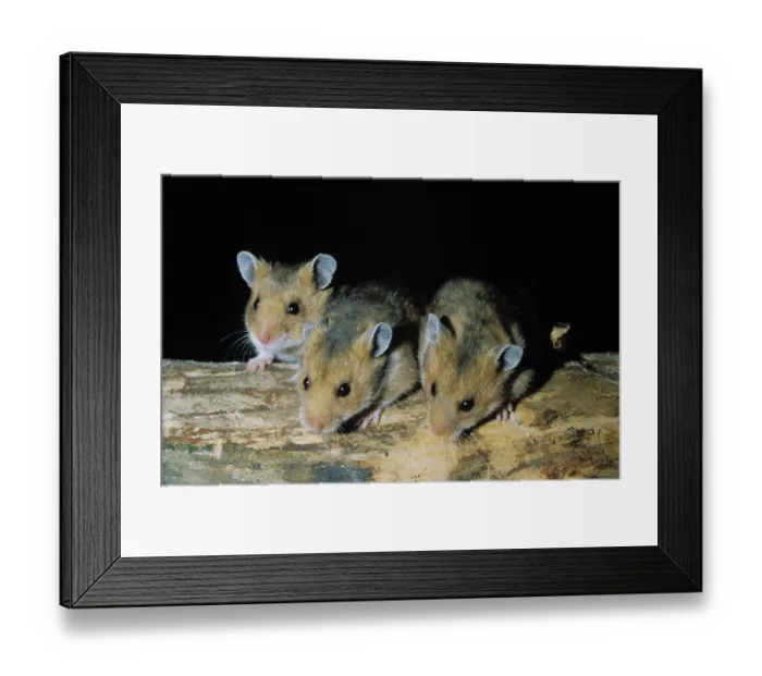 Framed Print : Golden Hamster (mesocricetus auratus), Adults