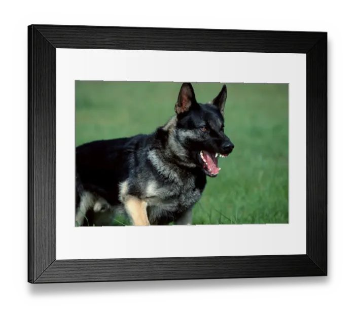 Framed Print : German Shepherd or Alsatian