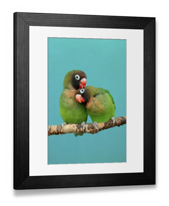 Framed Print : Black-cheeked lovebird (Agapornis nigrigenis)