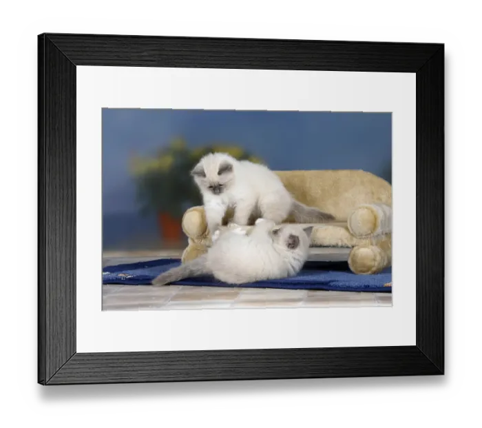 Framed Print : Sacred Cats of Birman, kitten, 8 weeks, blue-point
