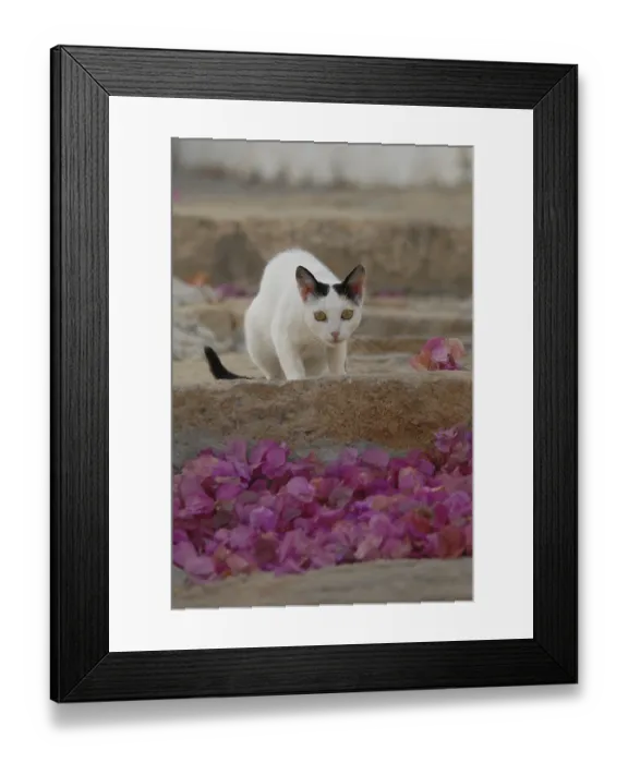 Framed Print : Domestic cat, White with Van markings