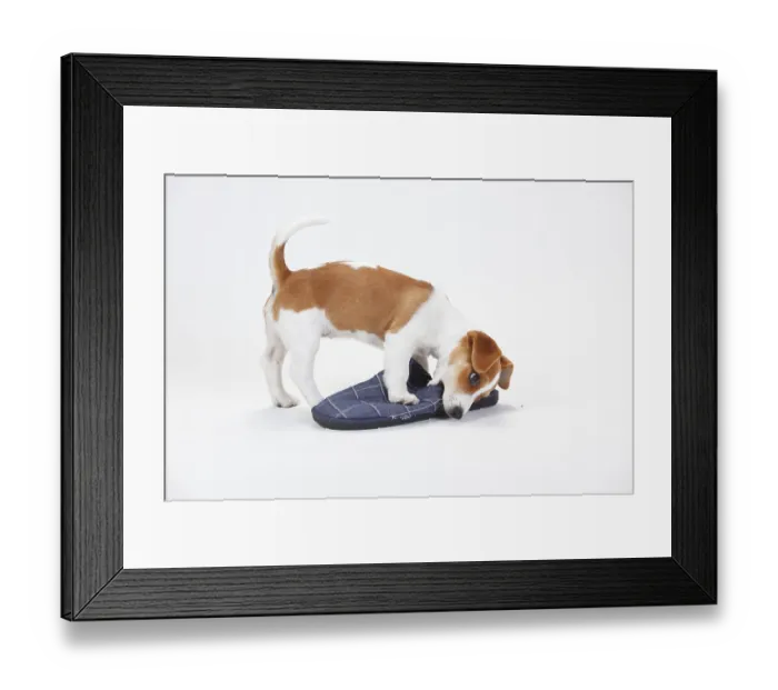 Framed Print : Jack Russell Terrier, Puppy, 9 weeks