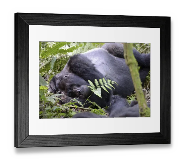 Framed Print : Male silverback Mountain gorilla (Gorilla beringei beringei) sleeping Virunga National Park