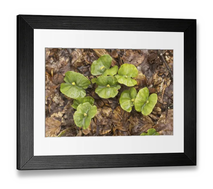 Framed Print : Seedlings of copper beech (Fagus sylvatica) growing amid leaf litter under dense shade in the forest Framed Print : Seedlings of copper beech (Fagus sylvatica) growing amid leaf litter under dense shade in the forest
