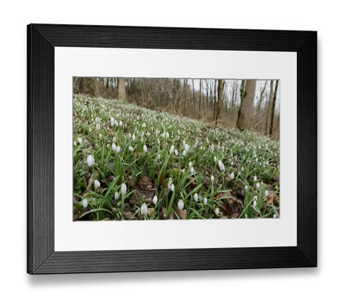 Framed Print : Common snowdrop (Galanthus nivalis)