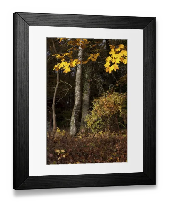 Framed Print : A forest in autumn, Upper Palatinate Framed Print : A forest in autumn, Upper Palatinate