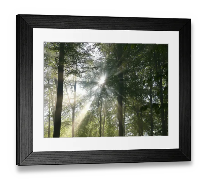 Framed Print : Deciduous forest in spring, fog in the forest Framed Print : Deciduous forest in spring, fog in the forest