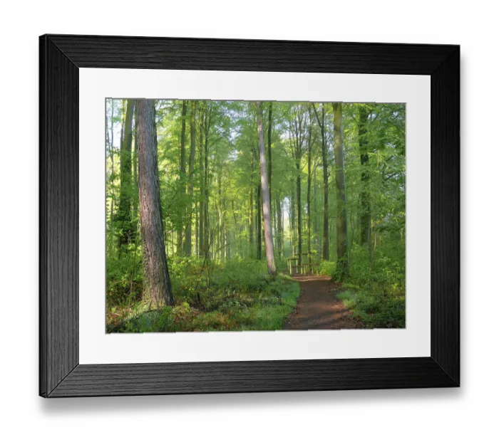 Framed Print : Deciduous forest in spring