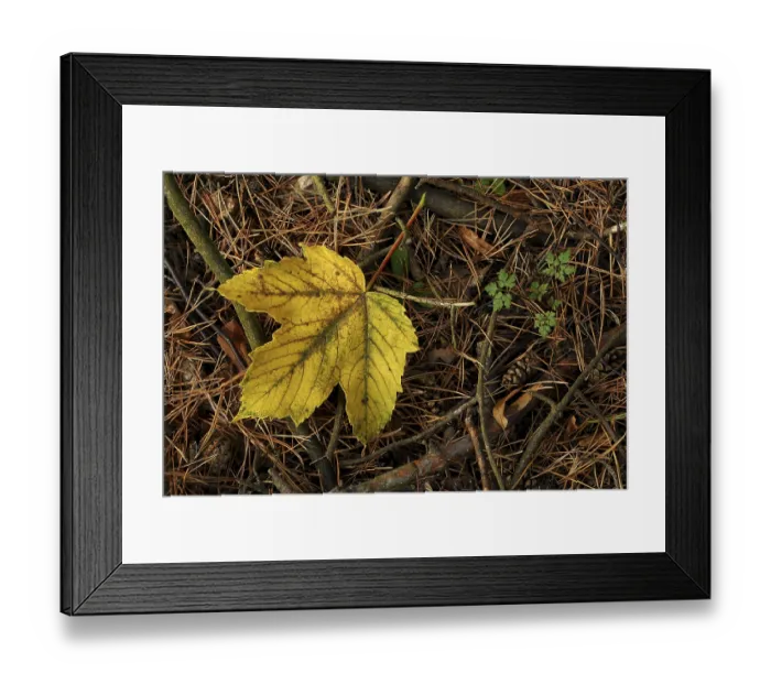 Framed Print : Yellow maple leaf on the forest floor in autumn next to it young leaves of the cranesbill