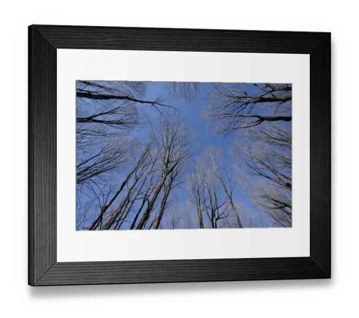 Framed Print : Nature, forest, tree tops from below Framed Print : Nature, forest, tree tops from below