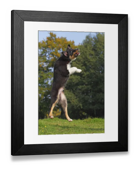 Framed Print : Australian Shepherd, puppy, black-tri, detachable
