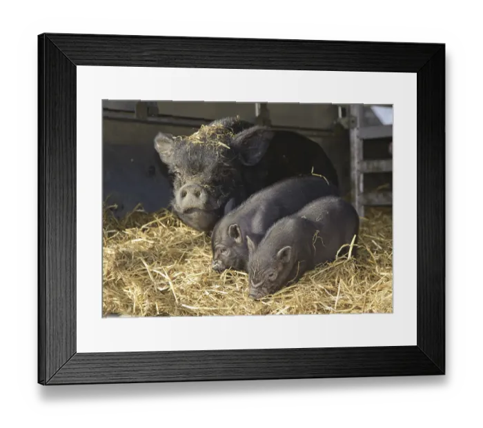 Framed Print : Vietnamese pot-bellied pig, sow and piglet