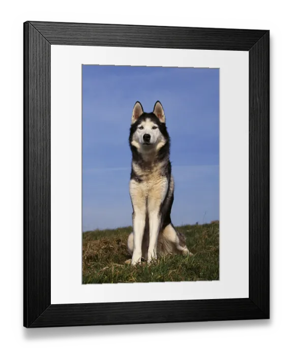 Framed Print : Siberian husky