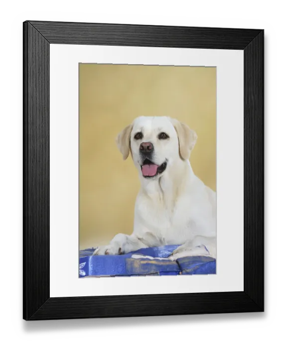 Framed Print : Labrador Retriever
