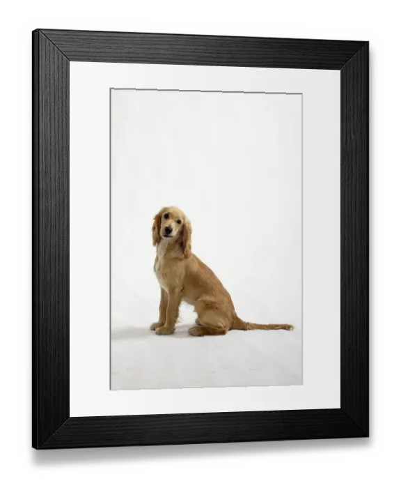 Framed Print : English Cocker Spaniel, 5 months Framed Print : English Cocker Spaniel, 5 months