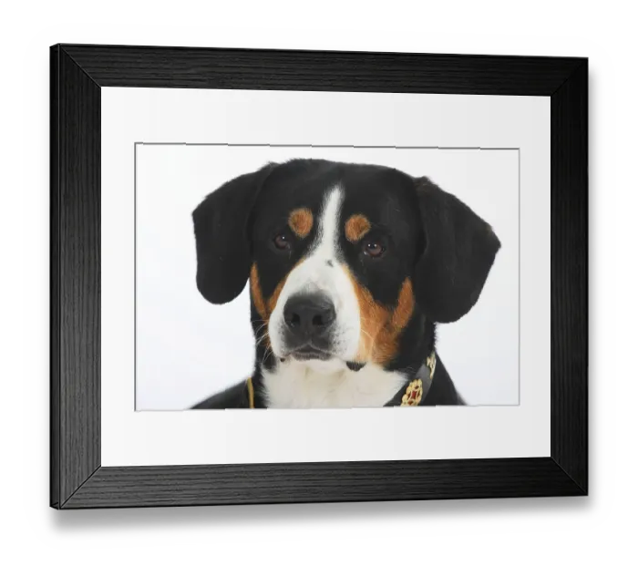 Framed Print : Entlebuch Mountain Dog