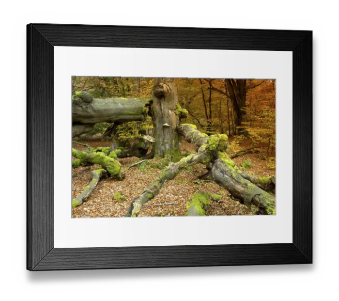 Framed Print : Old beech (Fagus), Sababurg nature reserve Framed Print : Old beech (Fagus), Sababurg nature reserve