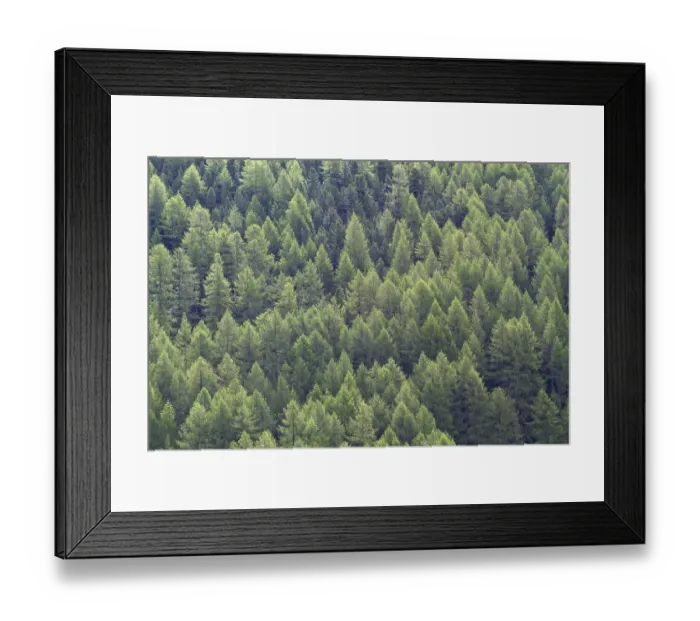 Framed Print : Larch forest, full-size, background Framed Print : Larch forest, full-size, background