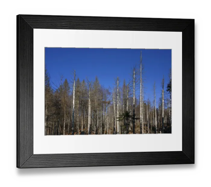 Framed Print : Dead Spruce (Picea) Trees, Bavarian Forest