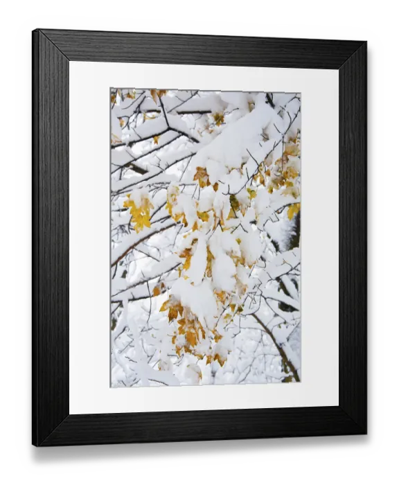 Framed Print : Winter forest, snow-covered mixed deciduous forest