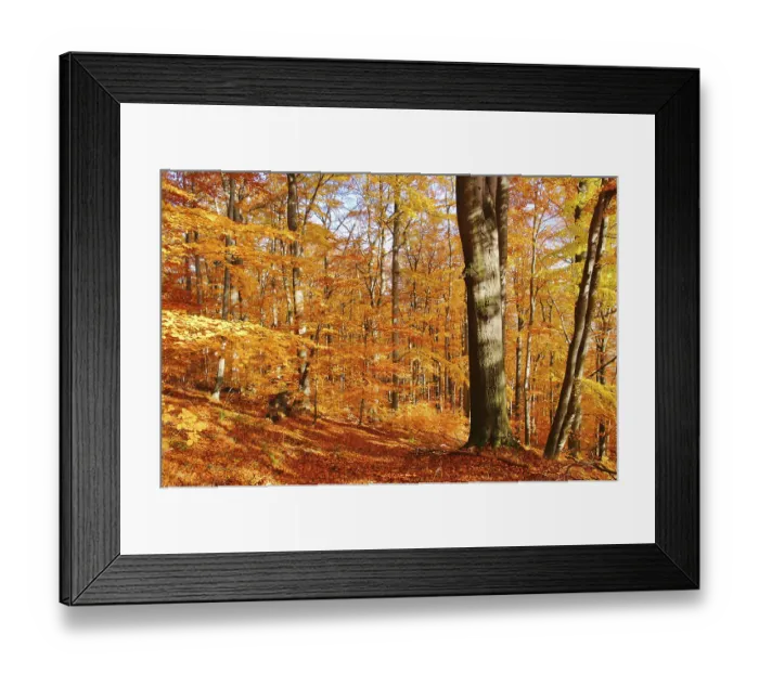 Framed Print : Beech forest in autumn, beech forest in fall 33