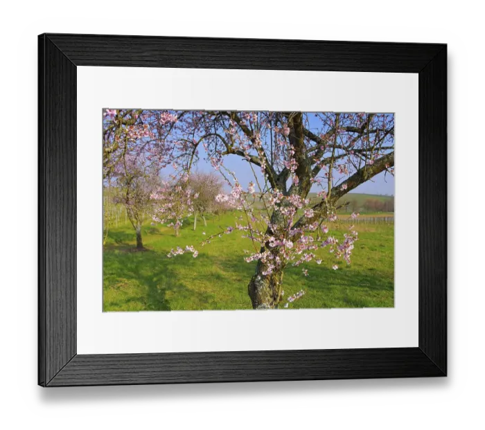 Framed Print : Almond blossom in the Palatinate in spring
