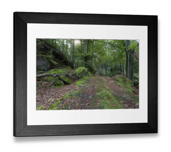 Framed Print : The Palatinate Forest in late summer Framed Print : The Palatinate Forest in late summer