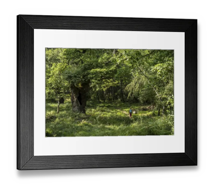 Framed Print : Green route, forest of the Centennial Oaks