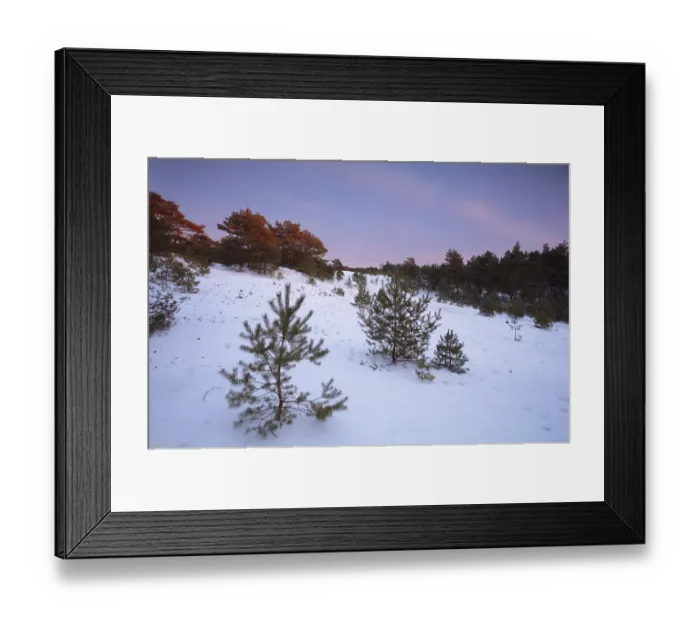Framed Print : Twilights in winter coniferous forest
