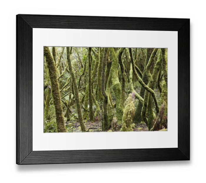 Framed Print : Mossy tree trunks, laurel forest Framed Print : Mossy tree trunks, laurel forest