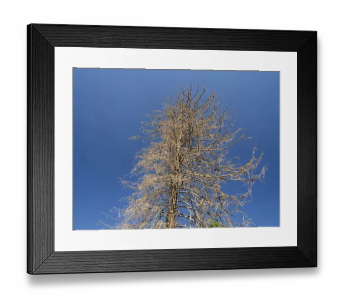 Framed Print : Dead, dead tree, tree death, near Clausthal-Zellerfeld
