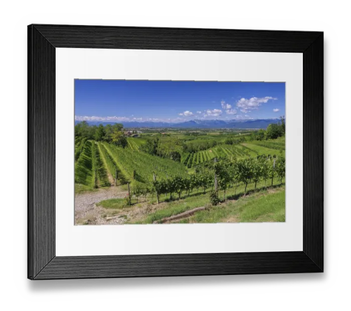 Framed Print : Friuli vineyards, Friuli vineyards 01
