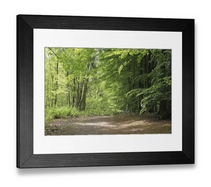 Framed Print : Common Beech (Fagus sylvatica) woodland habitat beside track Framed Print : Common Beech (Fagus sylvatica) woodland habitat beside track