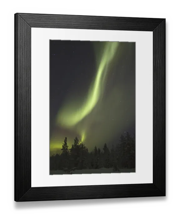 Framed Print : Aurora Borealis, over snow covered coniferous forest at night Framed Print : Aurora Borealis, over snow covered coniferous forest at night