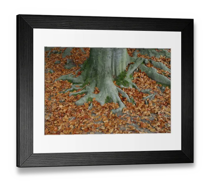 Framed Print : European Beech (Fagus sylvatica) roots surrounded by autumn foliage Framed Print : European Beech (Fagus sylvatica) roots surrounded by autumn foliage