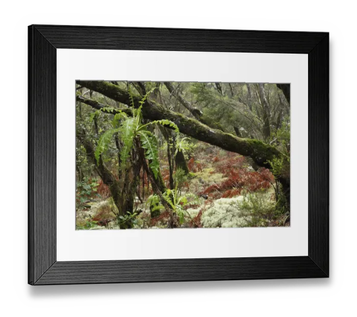 Framed Print : Cloud forest, Laguna Grande, Garajonay National Park