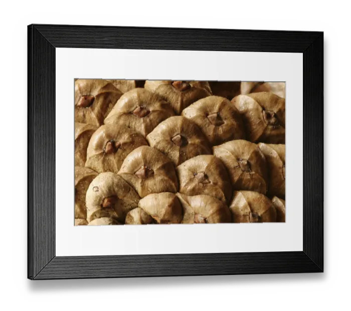 Framed Print : Pinus silvestris