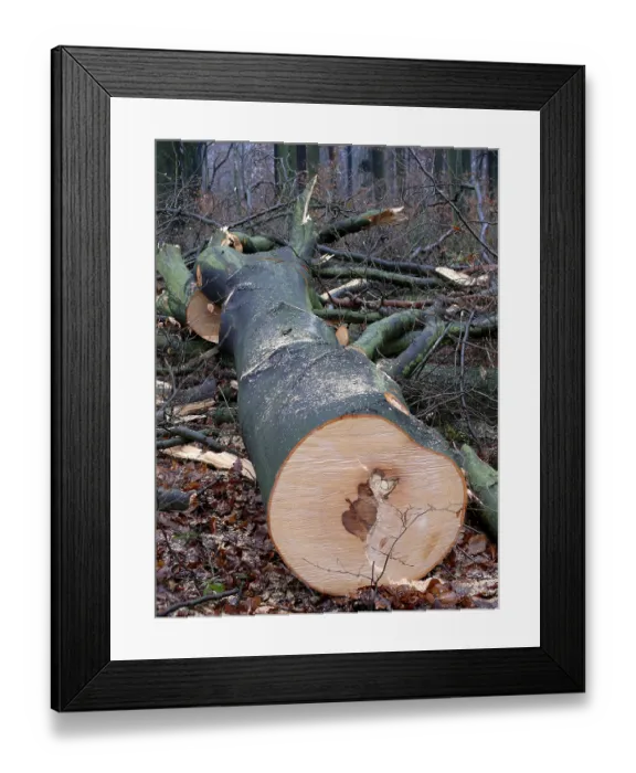 Framed Print : Freshly felled beech tree (Fagus) in the winter forest Framed Print : Freshly felled beech tree (Fagus) in the winter forest