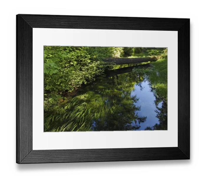 Framed Print : Primeval forest at Delta Old Growth Forest Framed Print : Primeval forest at Delta Old Growth Forest