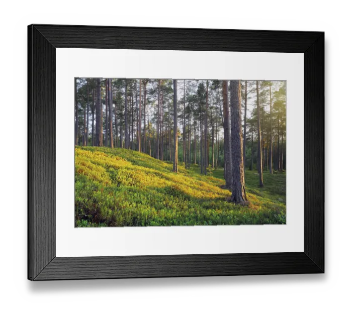 Framed Print : A Nordic Pine Forest in Evening Light