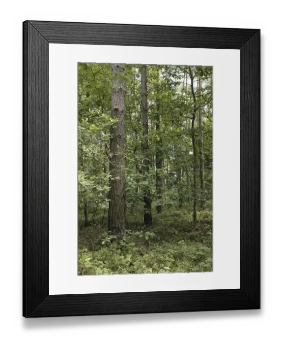 Framed Print : Mixed forest, Mecklenburg-Western Pomerania